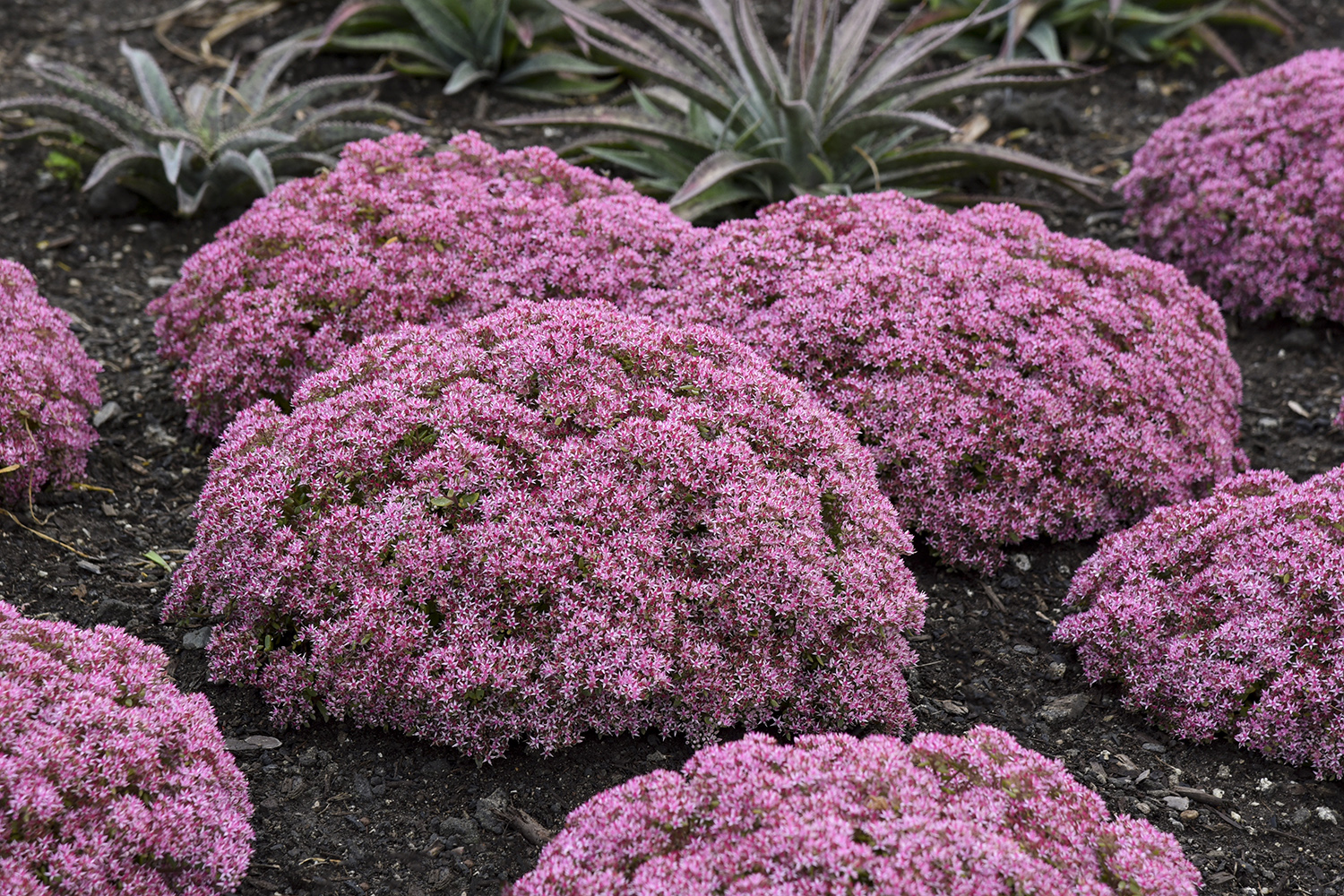Sedum